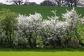 Flowering blackthorn - sloe (Prunus spinosa)