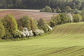 Landscape - Upper Palatinate Bavaria Germany
