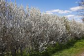 Flowering sloe hedge, blackthorn (Prunus spinosa), Schleswig-Holstein, Germany, Europe