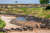 Big group of Blue wildebeests (Connochaetes taurinus) in the savannah crosses a small river. Great Migration. Maasai Mara National Park. Kenya. Tanzania.