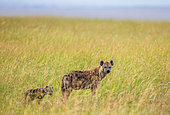 Hyena (Crocuta crocuta) with a cub in the savannah. Masai Mara National Park. Serengeti National Park. Kenya. Tanzania.
