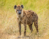 Hyena (Crocuta crocuta) in the savannah. Maasai Mara National Park. Serengeti National Park. Kenya. Tanzania.
