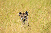 Hyena (Crocuta crocuta) hiding in the grass in the savannah. Maasai Mara National Park. Serengeti National Park. Kenya. Tanzania.