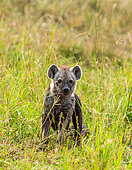 Hyena’s (Crocuta crocuta) cub in the savannah. Maasai Mara National Park. Serengeti National Park. Kenya. Tanzania.