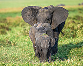 Family of elephants (Loxodonta africana) on the savannah are going directly to the photographer. Masai Mara National park. Serengeti National park. Kenya. Tanzania.