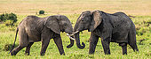 Two elephants (Loxodonta africana) are playing with each other in the savannah. Africa. Kenya. Tanzania. Masai Mara National parks. Serengeti National parks.