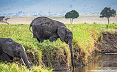 Elephant (Loxodonta africana) is drinking water in the savannah. Elephant let down his trunk down into the pond. Masai Mara National park. Serengeti National park. Kenya. Tanzania.