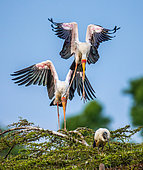 Two Yellow-billed storks (Mycteria ibis) on the tree. Maasai Mara National park. Serengeti National park. Kenya. Tanzania.
