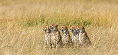 Five cheetahs (Acinonyx jubatus) in the savannah. Maasai Mara National Park. Serengeti National Park. Kenya. Tanzania.