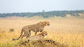 Two cheetahs (Acinonyx jubatus) on the hill in the savannah. Kenya. Tanzania. Africa. National Park. Serengeti. Maasai Mara.