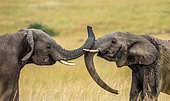 Two elephants (Loxodonta africana) are playing with each other in the savannah. Africa. Kenya. Tanzania. Masai Mara National parks. Serengeti National parks.