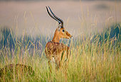 Antelope Impala (Aepyceros melampus) is standing in the savannah. Masai Mara. Serengeti. Kenya. Tanzania.
