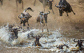 Blue wildebeests (Connochaetes taurinus) are jumping into the Mara river. Great Migration. Maasai Mara National Park. Kenya. Tanzania.