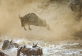 Blue wildebeests (Connochaetes taurinus) is jumping to the Mara River. Great Migration. Kenya. Tanzania. Maasai Mara National Park.