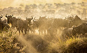 Blue wildebeests (Connochaetes taurinus) are standing in the savannah. Great Migration. Kenya. Tanzania. Maasai Mara National Park.