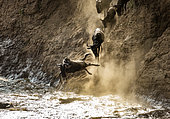 Blue wildebeests (Connochaetes taurinus) are jumping into the Mara river. Great Migration. Kenya. Tanzania. Maasai Mara National Park.