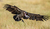 Rüppell's Griffon Vulture (Gyps rueppellii) is landing near the ground. Maasai Mara national park. Serengeti national park. Kenya. Tanzania.