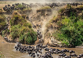 Big herd of Blue wildebeests (Connochaetes taurinus) is about Mara River. Great Migration. Kenya. Tanzania. Maasai Mara National Park.