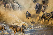 Blue wildebeests (Connochaetes taurinus) are jumping into the Mara river. Great Migration. Maasai Mara National Park. Kenya. Tanzania.