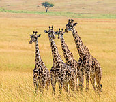 Group of giraffes (Giraffa camelopardalis tippelskirchi) in the savanna. Kenya. Tanzania.