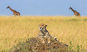 Cheetah (Acinonyx jubatus) is lying on the hill in the savannah. In the background, two giraffes are walking along the savannah. National Park. Serengeti. Maasai Mara. Kenya. Tanzania.