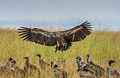 Rüppell's Griffon Vulture (Gyps rueppellii) is landing near the ground. Maasai Mara national park. Serengeti national park. Kenya. Tanzania.