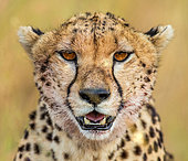 Portrait (Acinonyx jubatus) of cheetah. Close-up. National Park. Serengeti. Maasai Mara. Kenya. Tanzania.