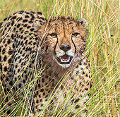 Cheetah (Acinonyx jubatus) in the savannah. National Park. Serengeti. Maasai Mara. Kenya. Tanzania.