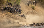 Blue wildebeests (Connochaetes taurinus) are jumping into the Mara river. Great Migration. Maasai Mara National Park. Kenya. Tanzania.