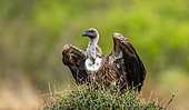 Vulture (Gyps rueppelli) is sitting on a tree. Maasai Mara national park. Serengeti national park. Kenya. Tanzania.