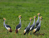 Several crowned cranes (Balearica pavonina) are sitting on the ground. Uganda.