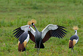 Several crowned cranes (Balearica pavonina) are sitting on the ground. Uganda.