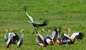 Several crowned cranes (Balearica pavonina) are sitting on the ground. Uganda.