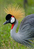Portrait of a crowned crane (Balearica pavonina). Close-up. Uganda.