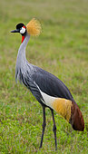 Crowned crane (Balearica pavonina) is standing on the ground. Uganda.