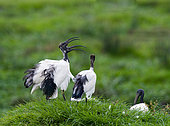 Several African sacred ibis (Threskiornis aethiopicus) are sitting on the grass. East Africa.
