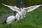 Several African sacred ibis (Threskiornis aethiopicus) are sitting on the grass. East Africa.