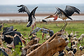 Two Marabou storks (Leptoptilos crumeniferus) are sitting on a branch of an old tree. East Africa.