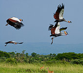 Several crowned cranes (Balearica pavonina) in flight against a blue sky. Uganda.
