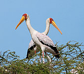 Two Yellow-billed storks (Mycteria ibis) on the tree. Maasai Mara National park. Serengeti National park. Kenya. Tanzania.