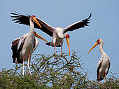 Several Yellow-billed storks (Mycteria ibis) on the tree. Maasai Mara National park. Serengeti National park. Kenya. Tanzania.