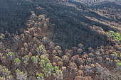 Burned Stone or Umbrella Pines (Pinus pinea) after a forest fire. Aerial view. Drone shot. Sierra Bermeja, Málaga Province, Andalusia, Spain.