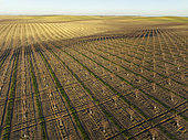 Cultivated young Almond Trees (Prunus dulcis) in the Campiña Cordobesa, the fertile rural area south of the town of Córdoba. Aerial view. Drone shot. Córdoba province, Andalusia, Spain.
