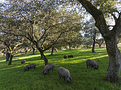 Grazing pigs and holm oaks (Quercus ilex) in the Sierra de Aracena. The meat of these pigs make the king of hams, the "jamón ibérico" or "jamón pata negra" (both acorn-fed ham), cured in the factories at the town of Jabugo. Aerial view. Drone shot. Huelva province, Andalusia, Spain.