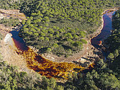 The Rio Tinto (Red river) flowing through a forest of Stone or Umbrella pines (Pinus pinea). Its deep reddish hue is due to oxidised iron minerals in its water. Aerial view. Drone shot. Huelva province, Andalusia, Spain.