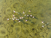 Greater Flamingo (Phoenicopterus roseus). Taking off at the shallow lagoon Salinas de Cerrillos with its conspicuous patterns at the bottom. Aerial view. Drone shot. Almería province, Andalusia, Spain.