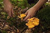 Chanterelle (Cantharellus cibarius) Mushroom picking, Rhineland-Palatinate, Germany, Europe