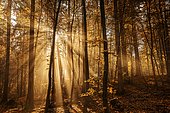 Beech forest, sun shines through fog, autumn, back light, Aumühle, Sachsenwald, Duchy of Lauenburg County, Schleswig Holstein, Germany, Europe