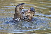 European Otter (Lutra lutra), two animals play and fight in pond, captive