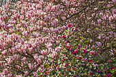 Fragrant Magnolia, Magnolia 'Heaven Scent' and Japanese Camellia, Camellia japonica 'Fleur de Pêcher'